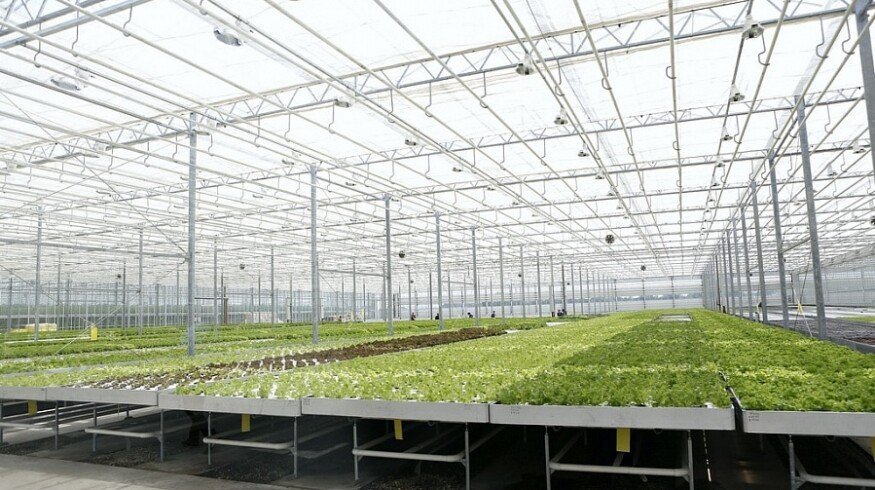 A new greenhouse complex has been launched in Krasnodar Krai