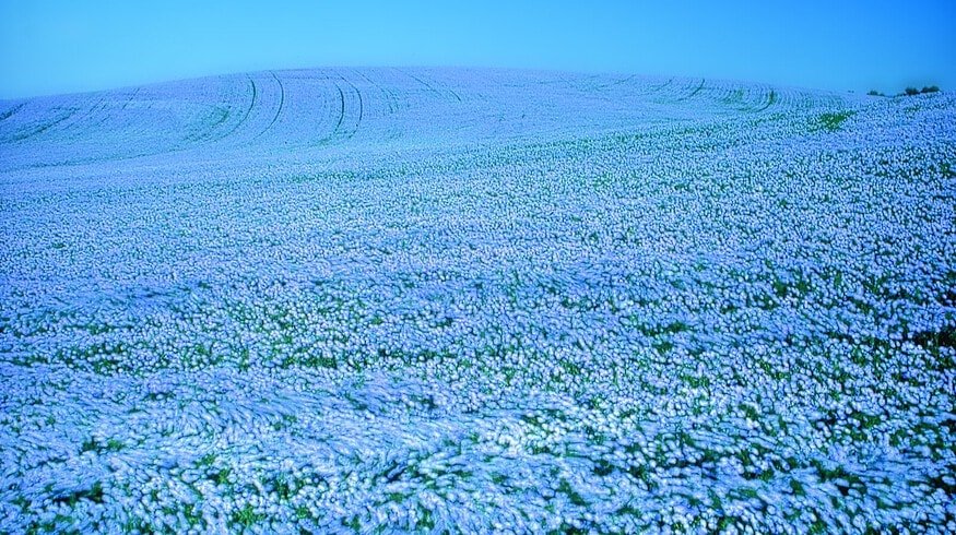 Flax growing will enjoy continuous support