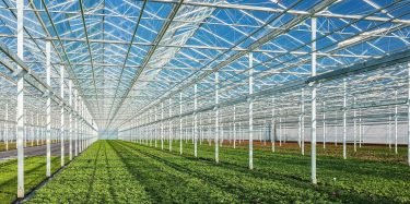 Renova going out of the greenhouse business