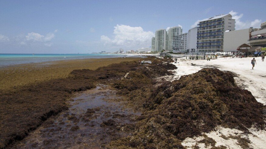British scientists want to help Mexico