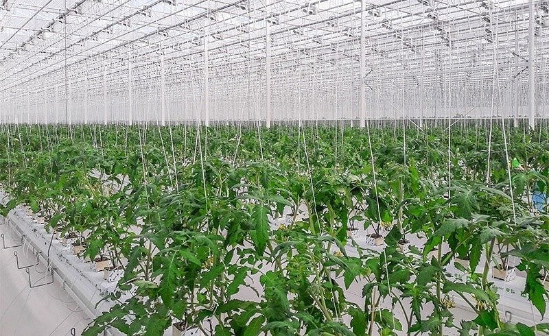The Ryazan Vegetables creating a new greenhouse complex