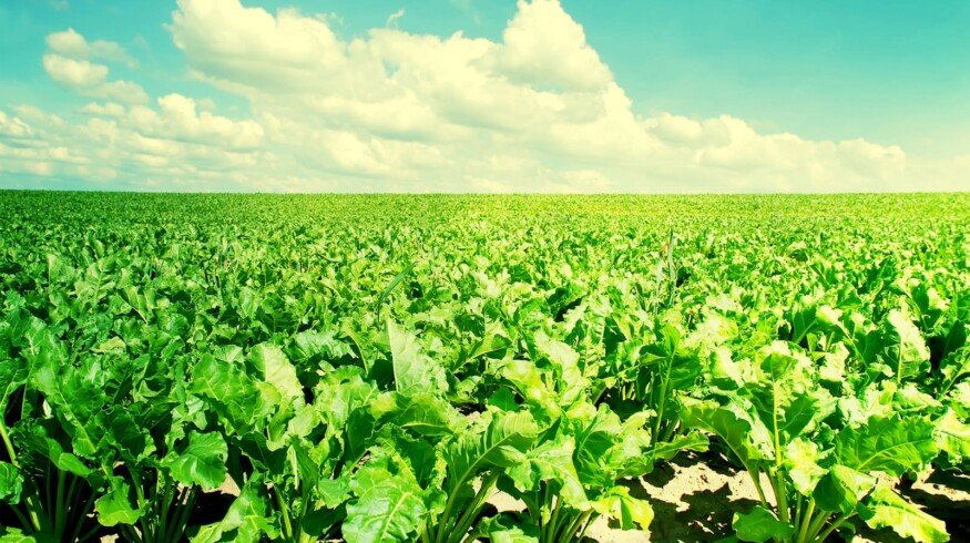 Sugar beet crops to be reduced in Russia