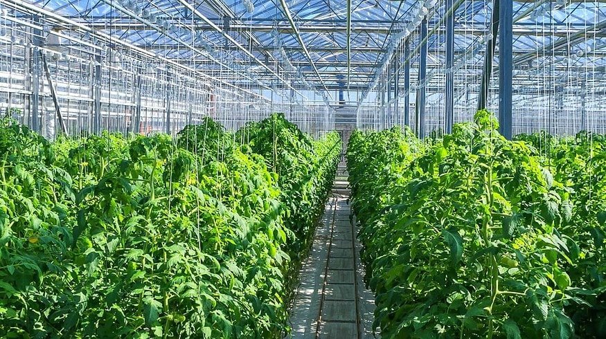The largest greenhouse complex to open in Russia