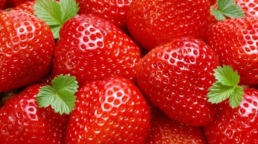 JGC Evergreen to grow strawberries in the Khabarovsk Krai