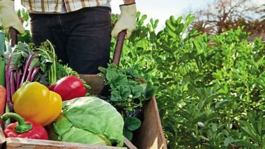 Water soluble fertilizers from Almaz Group will help to intensify agricultural production in Russia