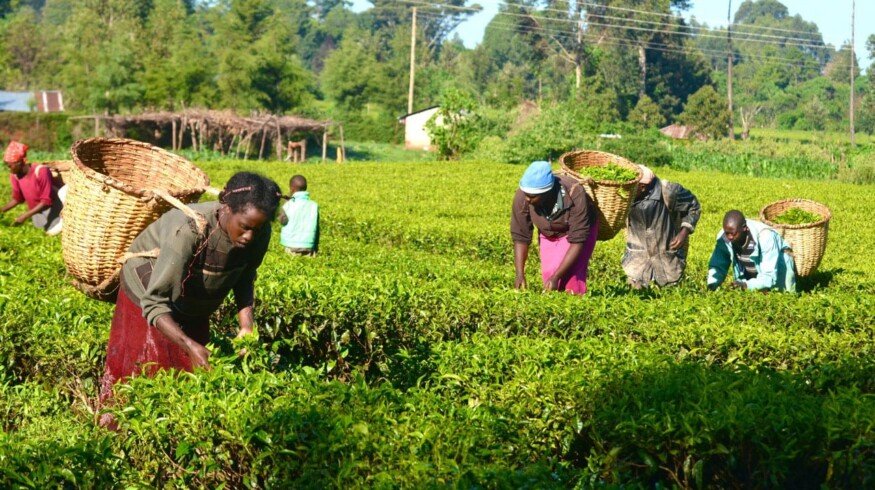 Uralchem will make direct supplies to Nigeria