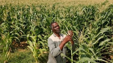 A new fertilizer has been developed in Ghana