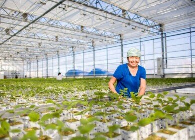A large greenhouse complex is being created in the Kangalassi ASEZ