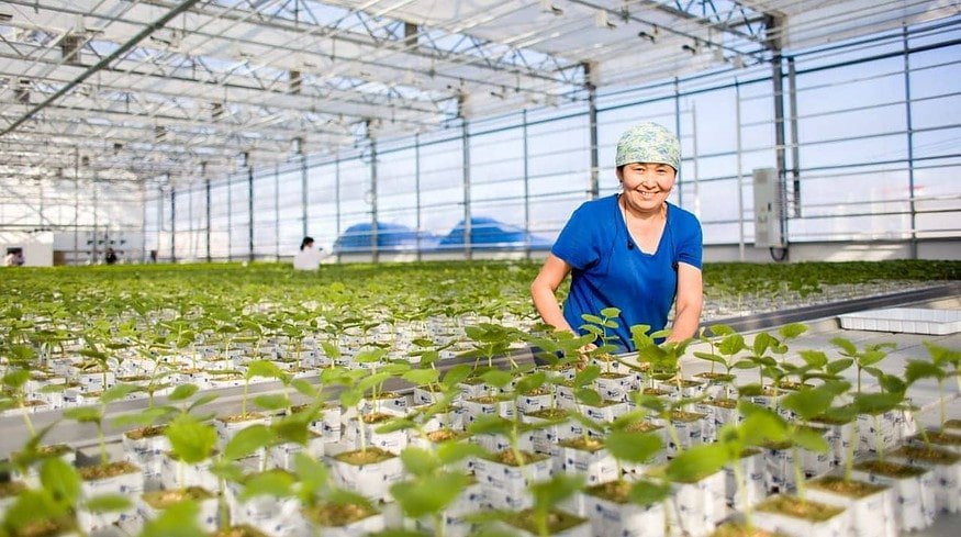 A large greenhouse complex is being created in the Kangalassi ASEZ