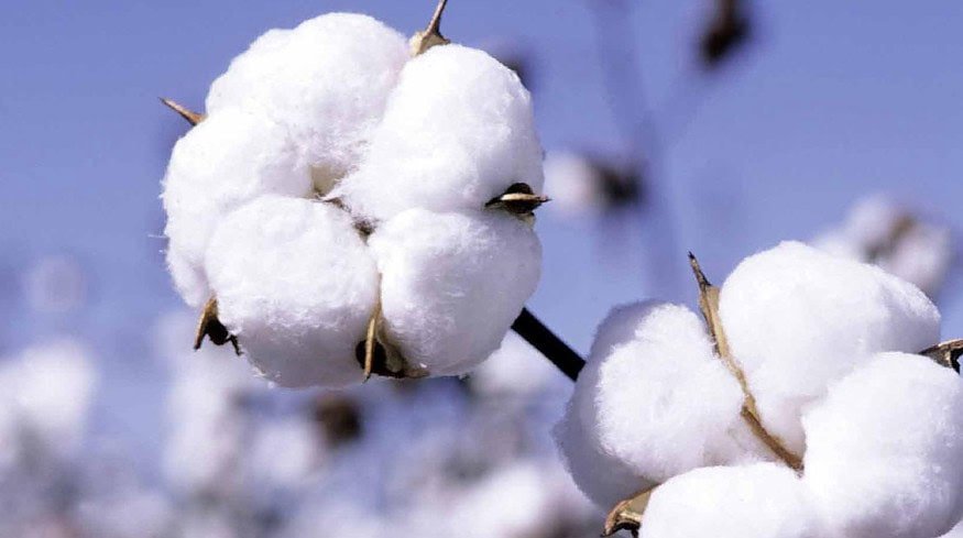 Cotton yield growth expected in Azerbaijan