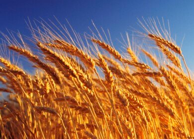 Russia may expand wheat production
