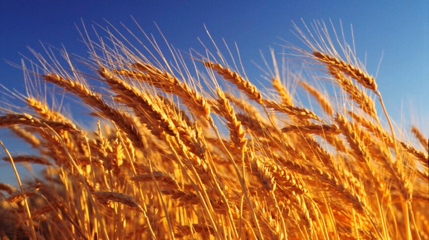 Russia may expand wheat production