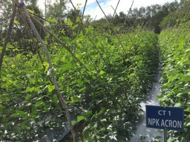 Acron has tested fertilizers in Vietnam
