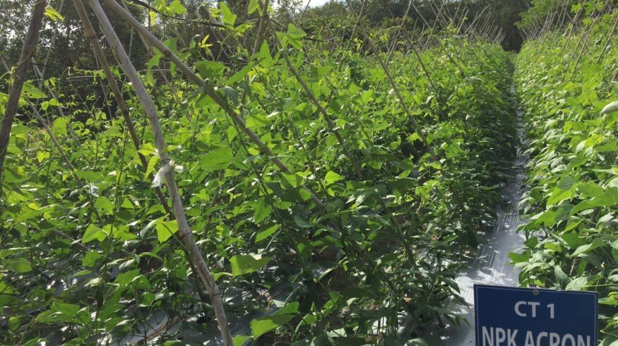 Acron has tested fertilizers in Vietnam