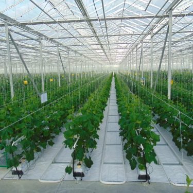 Large greenhouse complex to arise in the Moscow region