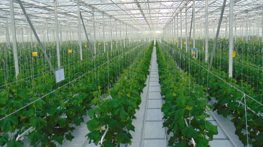 Large greenhouse complex to arise in the Moscow region
