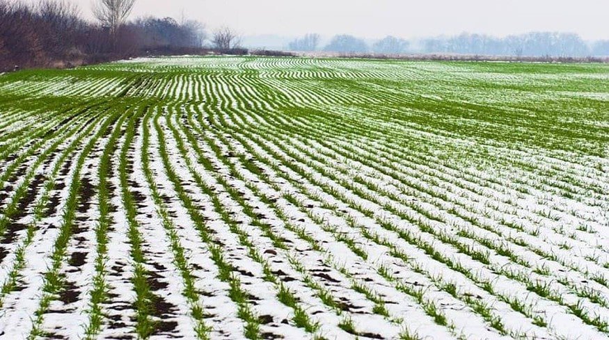 Ukraine may lose 15-25% of its crops