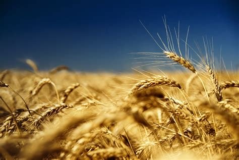 Fields in the Ulyanovsk region will go digital