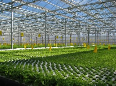 New greenhouse complex opens in Moscow