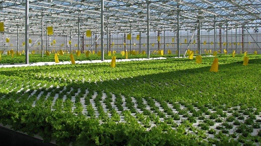 New greenhouse complex opens in Moscow