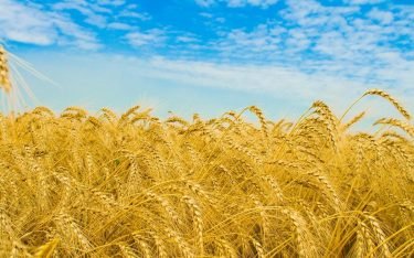 Yield to surpass 10 mln. tons in the Rostov region