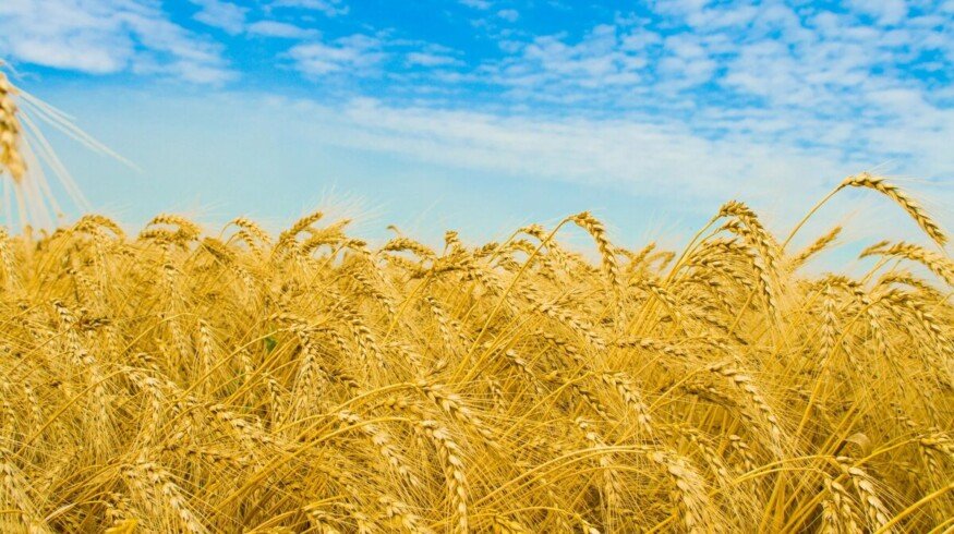 Yield to surpass 10 mln. tons in the Rostov region