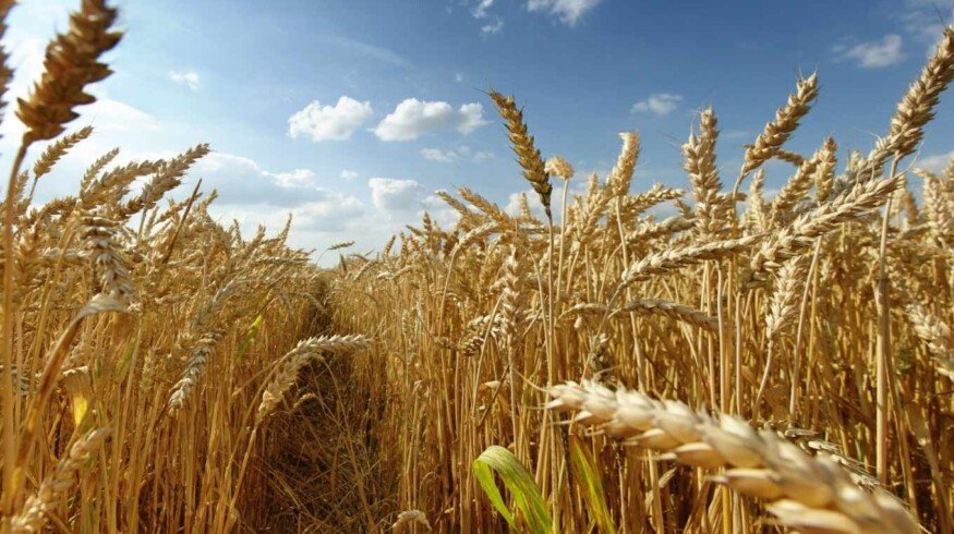 Grain market problems discussed online