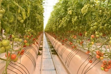 Moscow region may become a leader in greenhouse vegetables