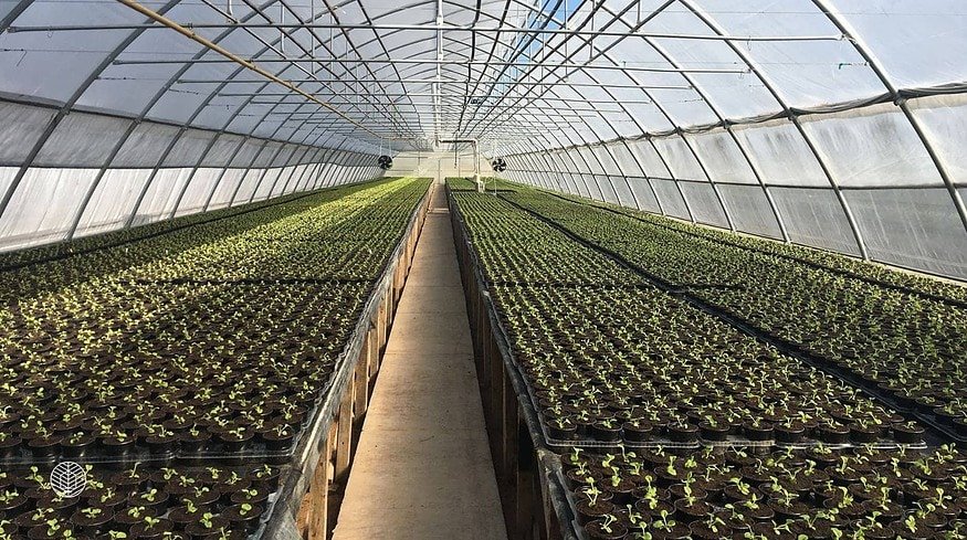 New greenhouse complex opens in Khabarovsk