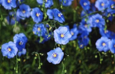 Russia expands flax production