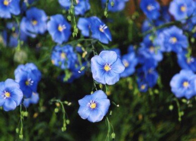 Russia expands flax production