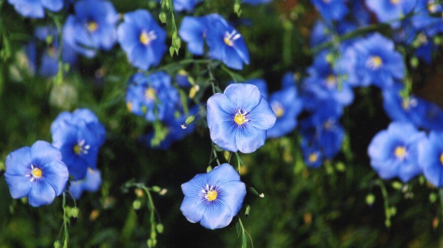 Russia expands flax production