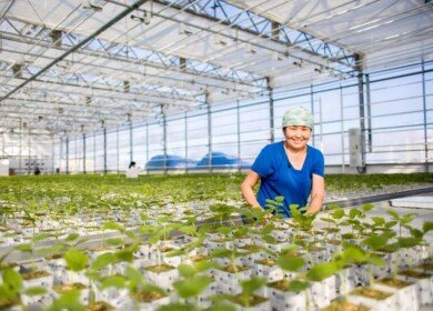 Sayuri expands greenhouse capacity in Yakutia