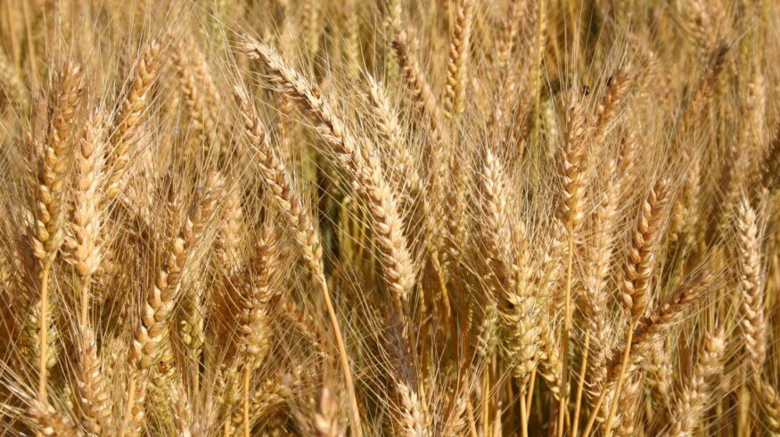 Samara University and KuibyshevAzot developed new fertilizer use cases