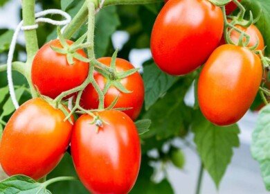A new greenhouse complex to be constructed in the Stavropol region