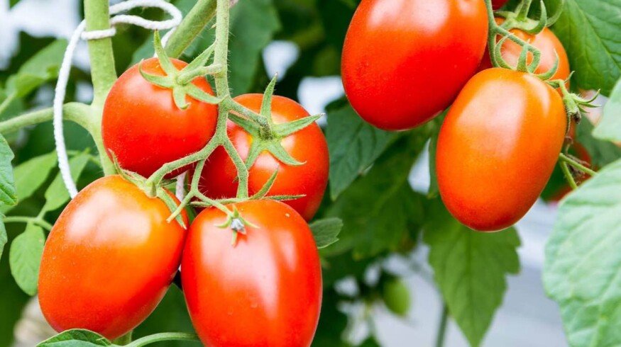 A new greenhouse complex to be constructed in the Stavropol region