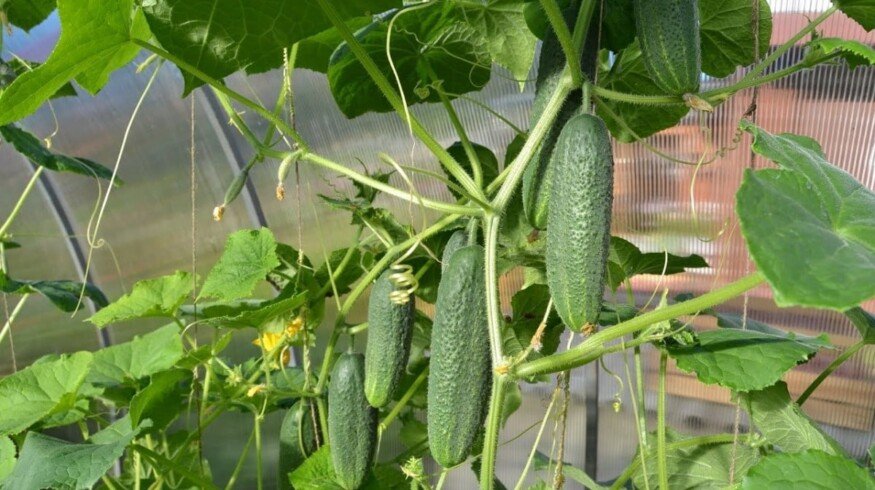 The greenhouse vegetable growing may set the new records