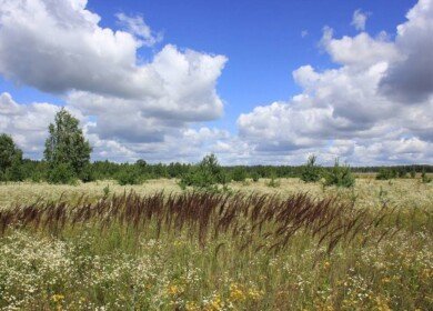 Almost 3.4 million ha of unused land identified in the Far East
