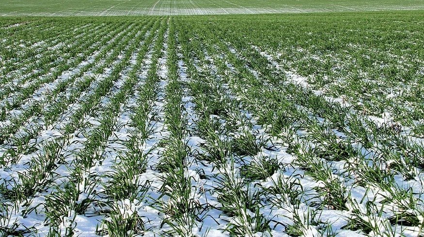 Agrochemicals go up in price in the Stavropol region