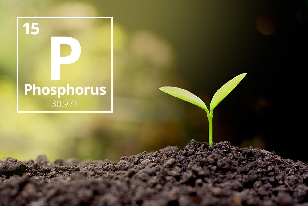 Rostov region may spend $13.6 million on phosphorus fertilizers until 2024