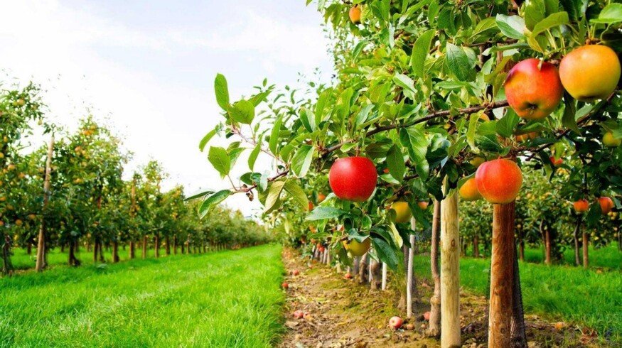 Prospects of Russian gardening will be discussed during the annual forum in Moscow