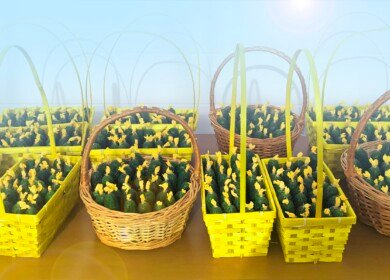 Uralchem develops partnerships with the Turovsky greenhouse complex