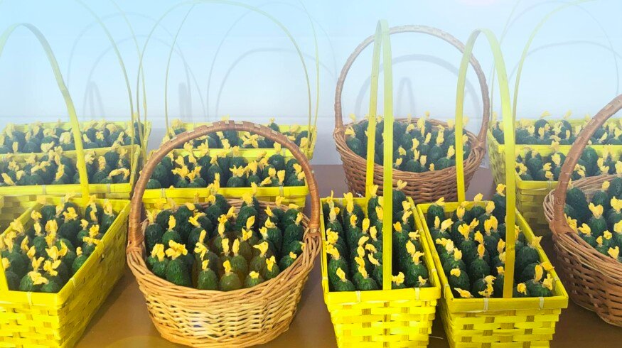 Uralchem develops partnerships with the Turovsky greenhouse complex