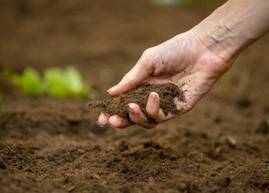 Mosaic concerned about the fertility of the soil