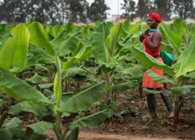 Minbos Resources prepares to extract phosphorites at Cabinda