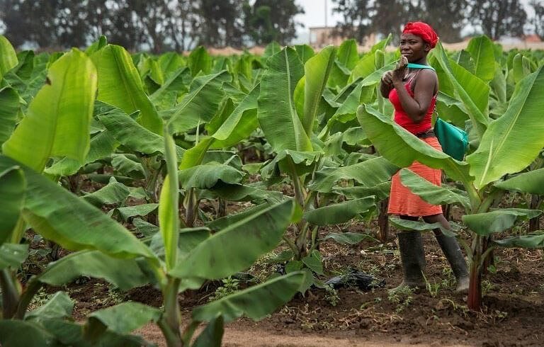 Minbos Resources prepares to extract phosphorites at Cabinda