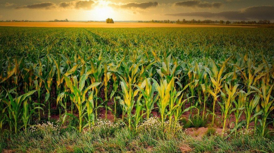 Mosaic and Sound Agriculture will create a breakthrough product