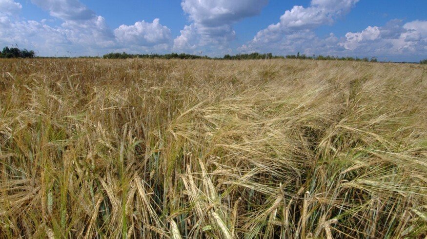 Sibagro expands its land bank