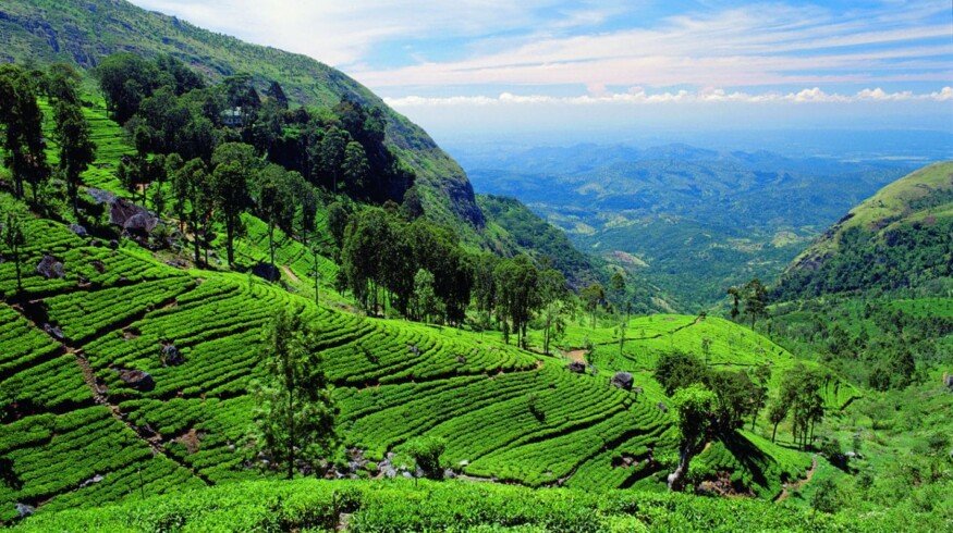 Sri Lanka is studying opportunities to launch carbamide production