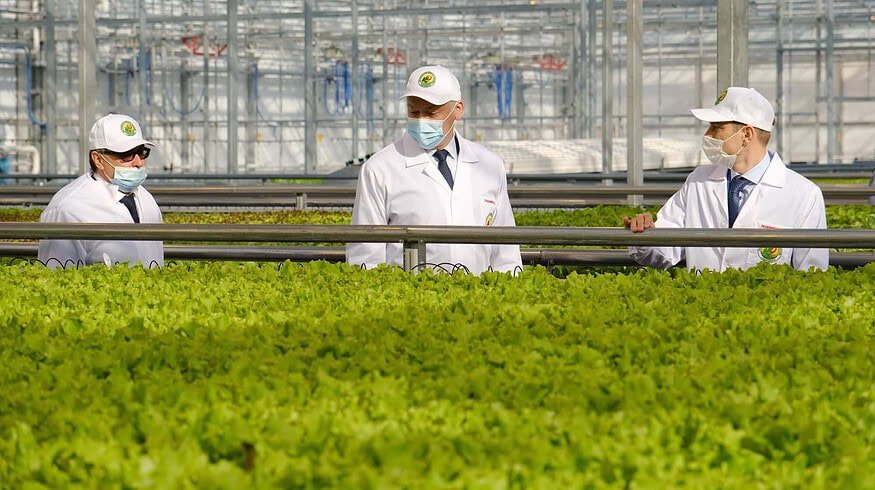 The Obskiy greenhouse complex was launched in the Novosibirsk region